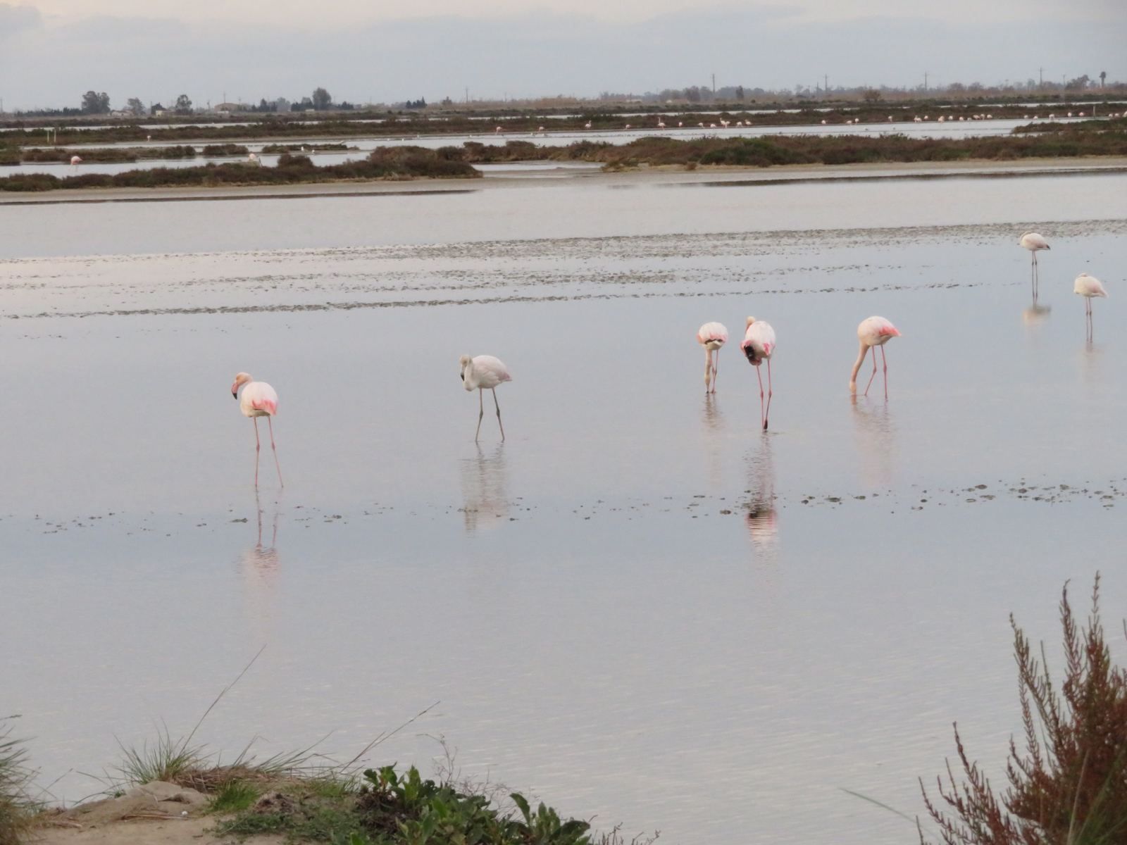 Flamencos comunes en una laguna del Delta del Ebro, con arrozales al fondo